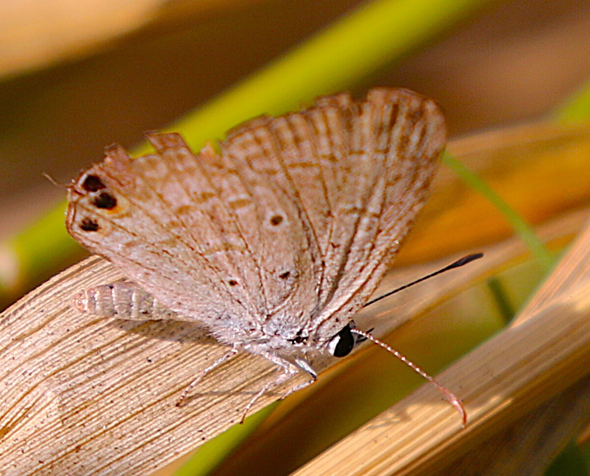 Gram Blue