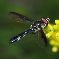Pelecinobaccha costata