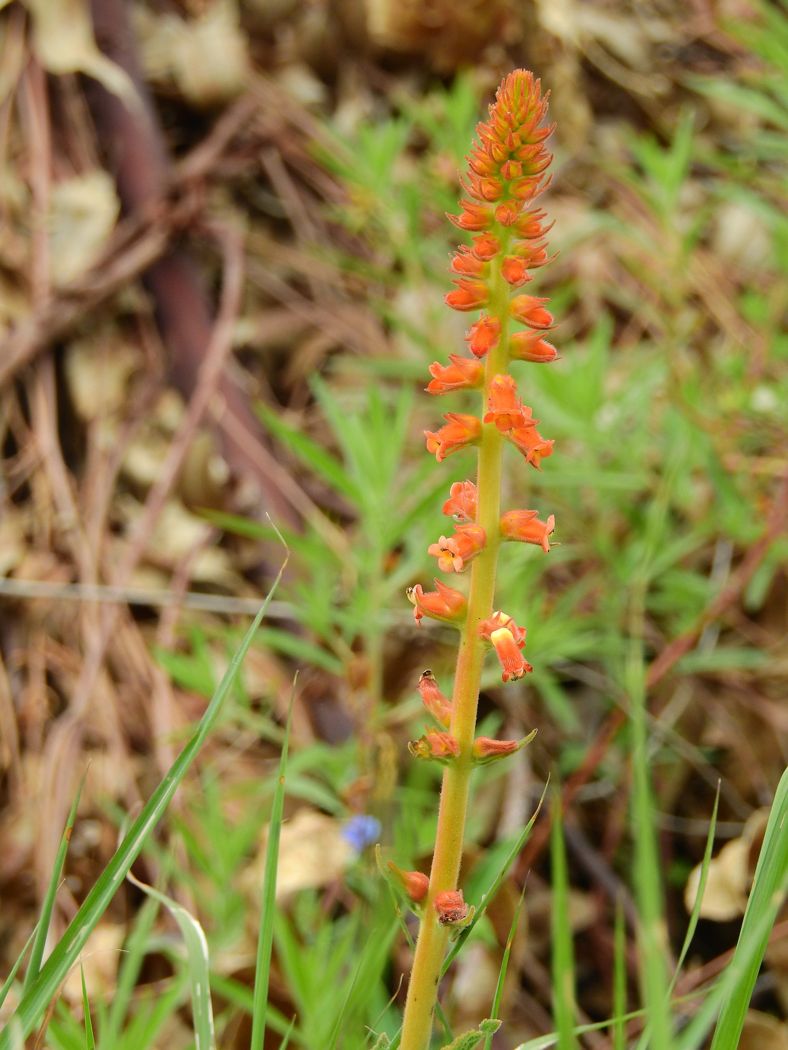 Sinningia allagophylla