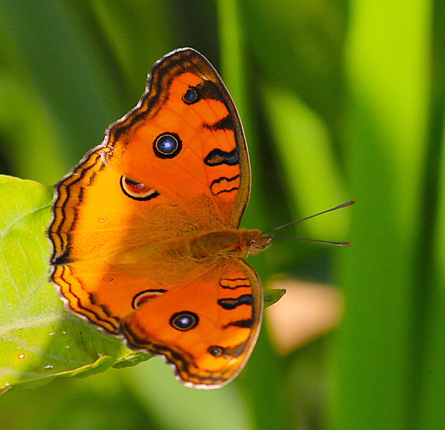 Peacock Pansy