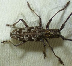 Monochamus titillator