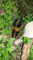 Hemicentetes semispinosus