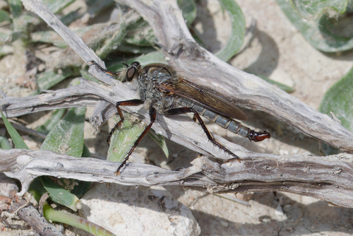 Engelepogon keiseri