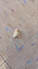 Psectrotarsia suavis