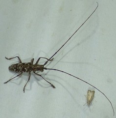 Monochamus titillator