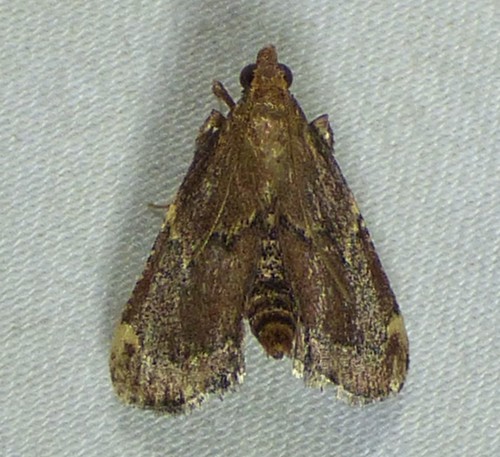 Red-shawled Moth photo 5