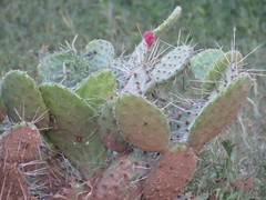 Opuntia nejapensis