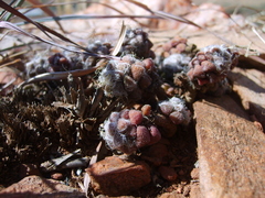 Anacampseros subnuda