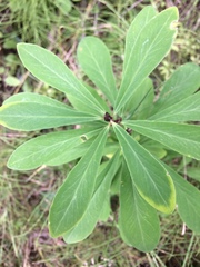 Daphne mezereum