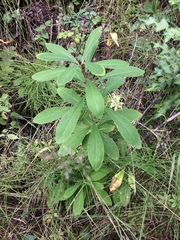 Daphne mezereum