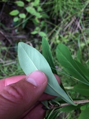 Daphne mezereum