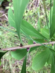 Daphne mezereum