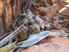 Anacampseros subnuda