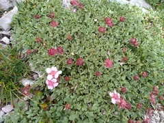 Potentilla nitida