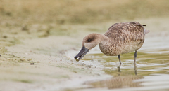 Marmaronetta angustirostris