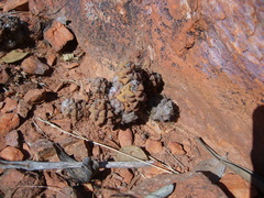 Anacampseros subnuda