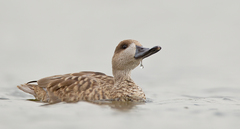 Marmaronetta angustirostris