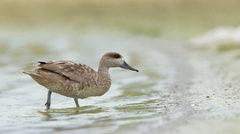 Marmaronetta angustirostris