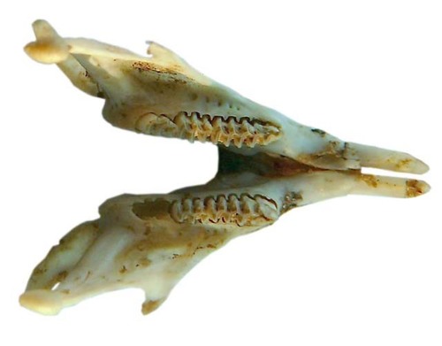 Paprastasis pelėnas nuotrauka