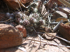 Anacampseros subnuda