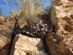 Adromischus umbraticola