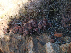 Crassula swaziensis