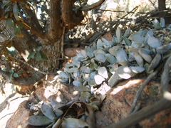 Adromischus umbraticola
