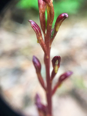 Corallorhiza maculata