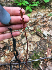 Corallorhiza maculata