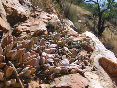Adromischus umbraticola