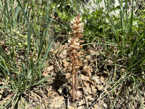 Oxtongue broomrape (Orobanche artemisiae)