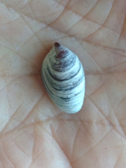 Crepidula onyx