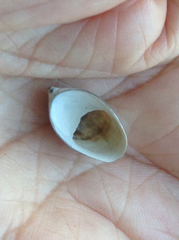 Crepidula onyx