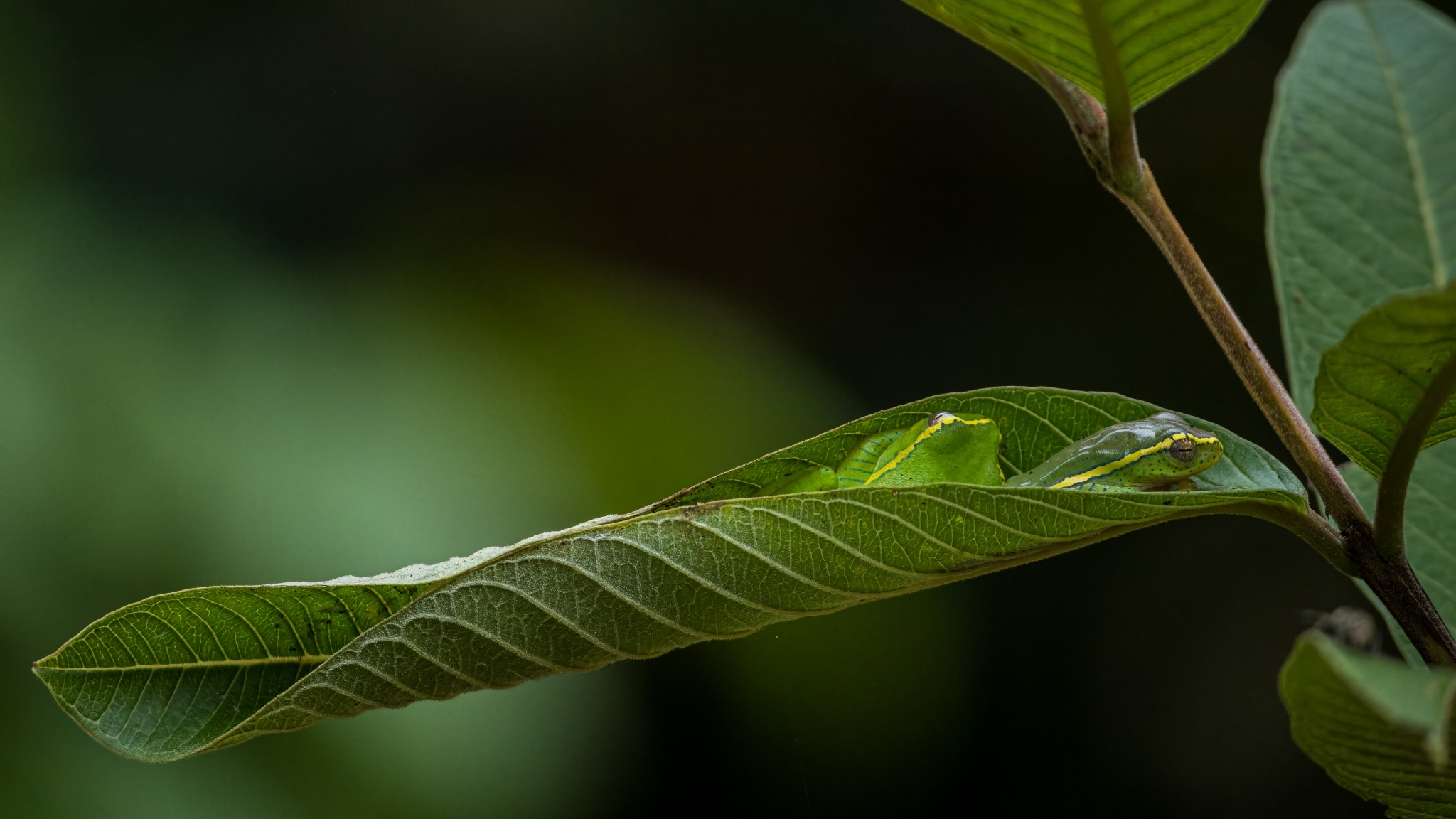 Double Banded Small Tree Frog
