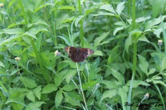 Junonia neildi varia