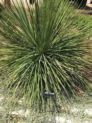Agave stricta