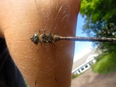 Aeshna canadensis