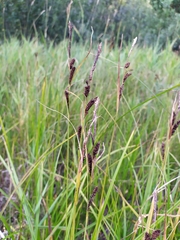 Carex