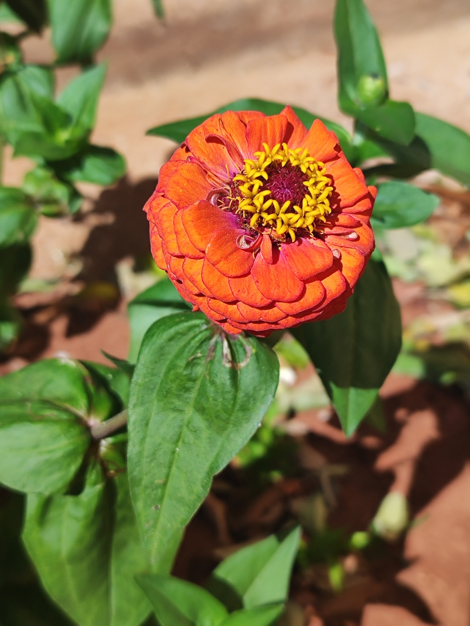 Zinnia elegans