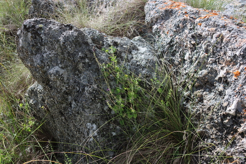 Velvet slippermint (Equilabium selukwense)