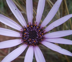 Dimorphotheca spectabilis