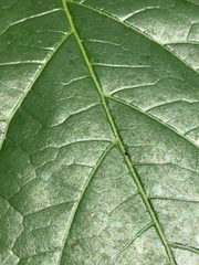 Magnolia acuminata