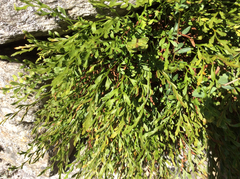 Asplenium × alternifolium