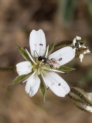 Pseudostellaria