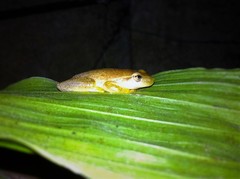 Tlalocohyla smithii