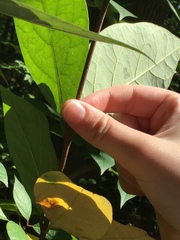 Magnolia acuminata
