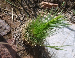 Psammotropha myriantha