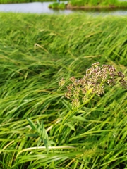 Sium latifolium