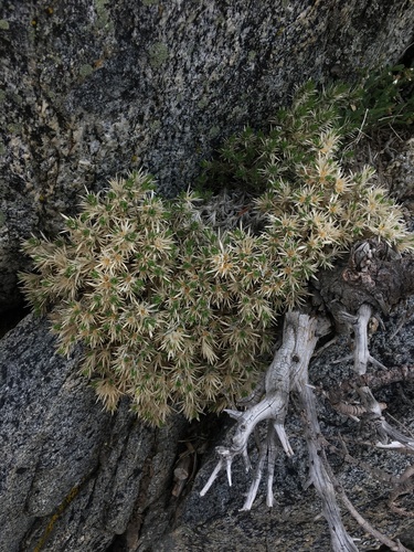 San Jacinto linanthus (Linanthus jaegeri)