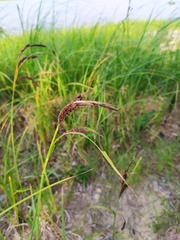 Carex